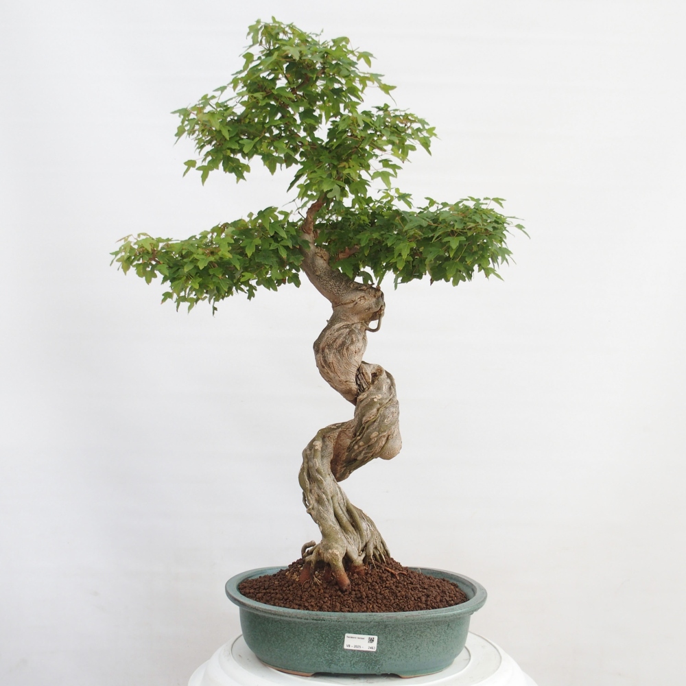 Bonsai da esterno - Acer Buergerianum - Acero burger