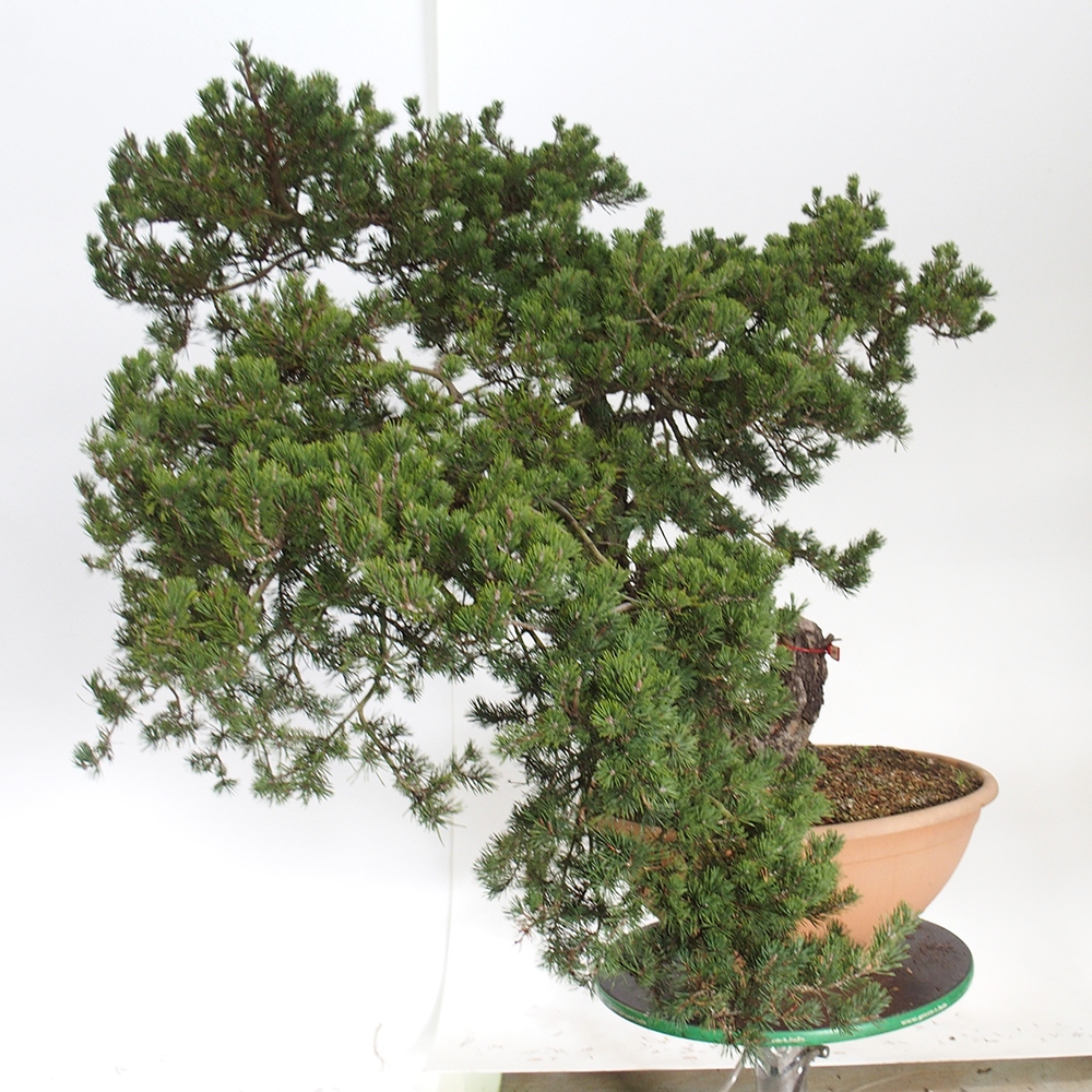 Yamadori - Pinus sylvestris Spagna