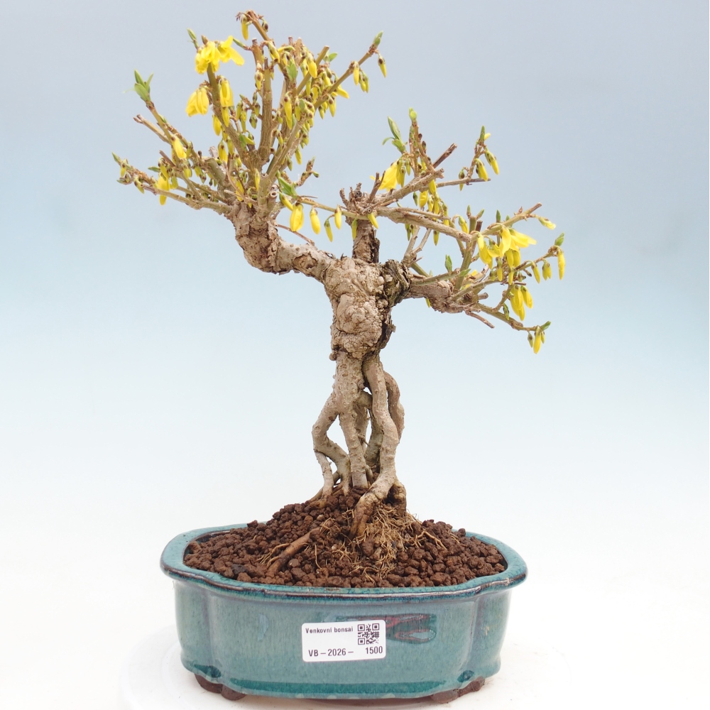 Bonsai da esterno - Zlatice - Forsythia koreana