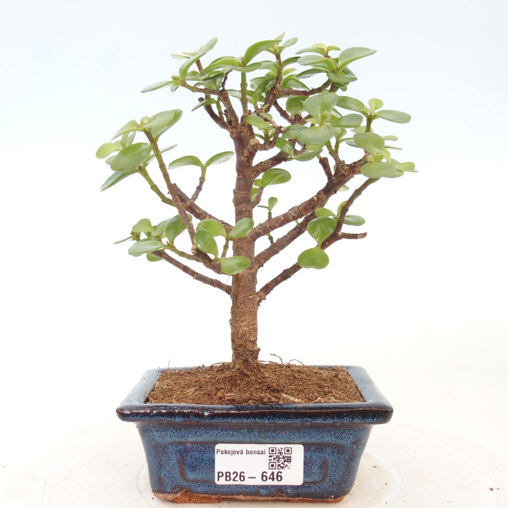 Camera bonsai - Portulakaria Afra - Tlustice