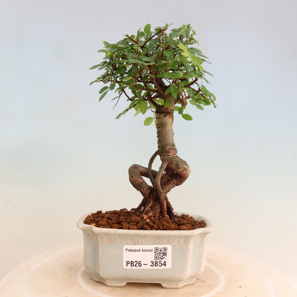 Camera bonsai - Ulmus parvifolia - Olmo a foglie piccole