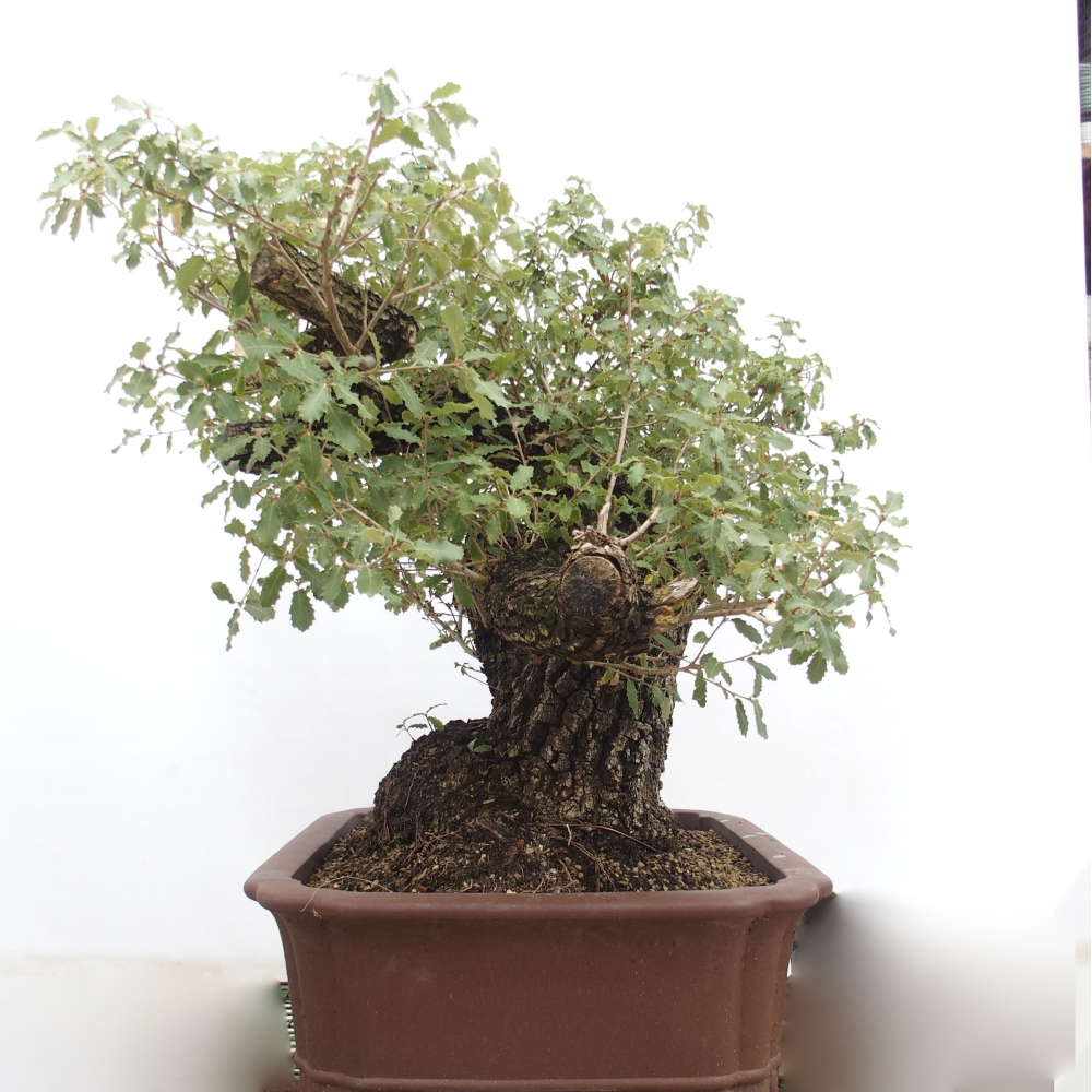 Yamadori - Quercus Ilex - Agrifoglio di quercia