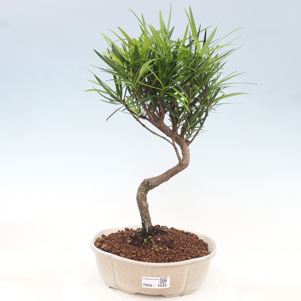 Camera bonsai - Podocarpus - Tasso delle pietre