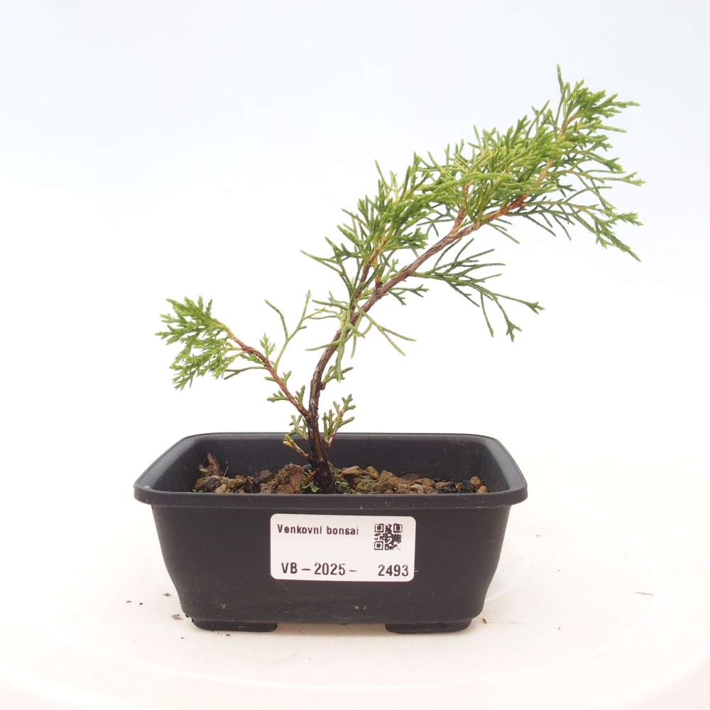 Bonsai da esterno - Juniperus chinensis Itoigawa