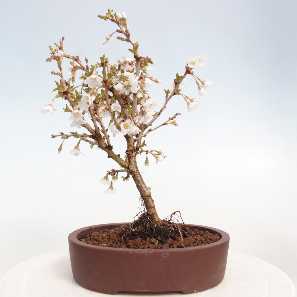 Bonsai da esterno - Prunus incisa Kojou-no mai-Plivon ritagliato