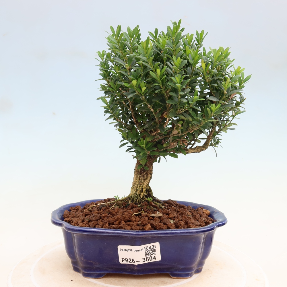 Camera bonsai - Buxus harlandii - buxus da sughero