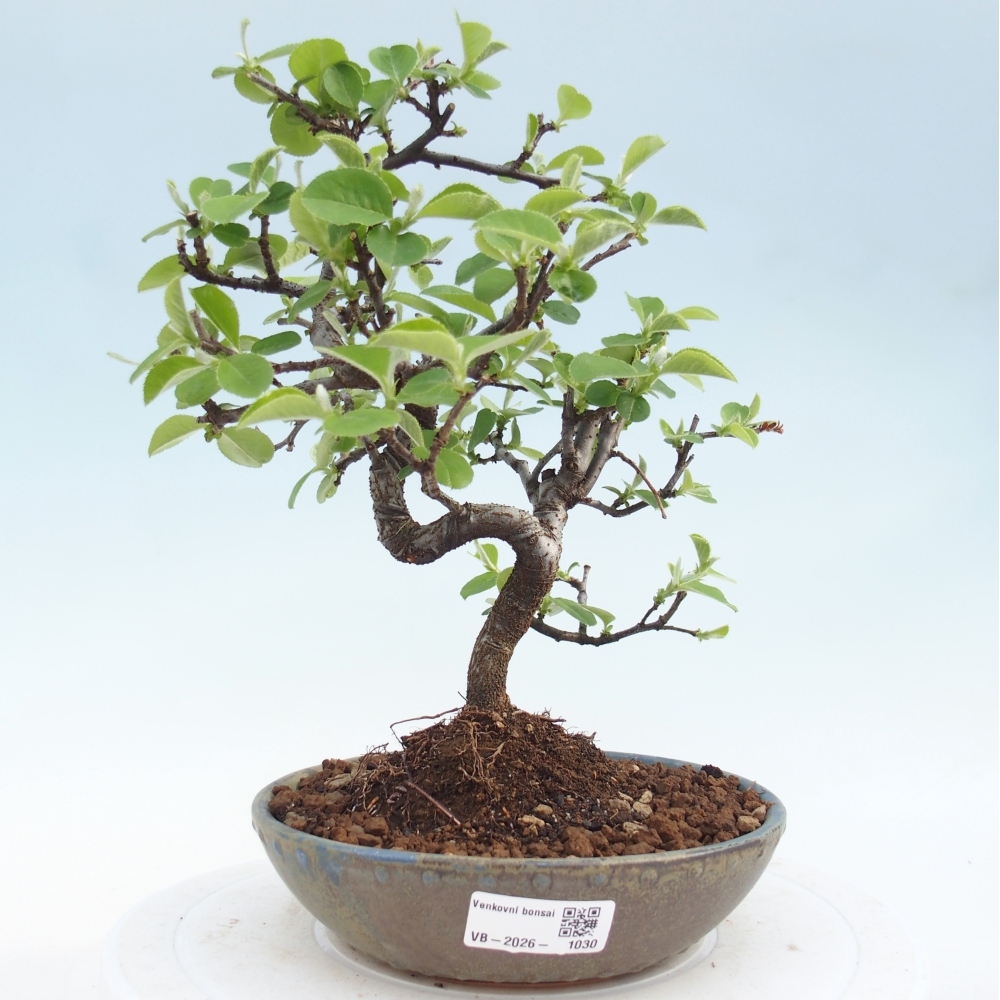Bonsai da esterno - Chaneomeles chinensis