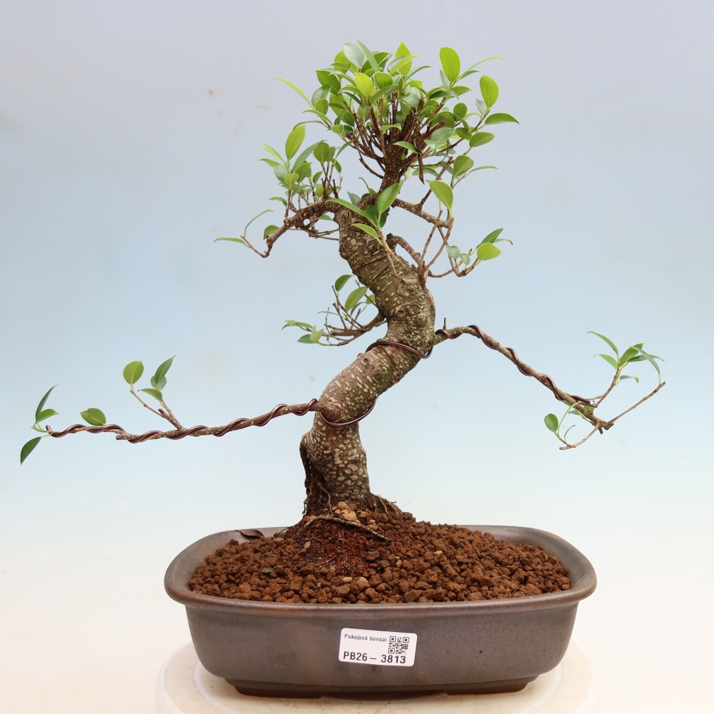 Camera bonsai - Ficus kimmen - ficus a foglie piccole