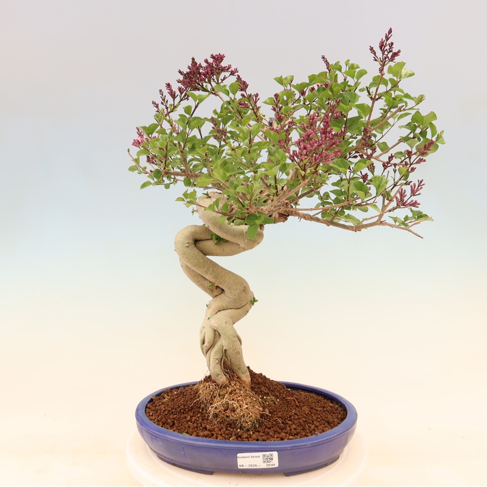 Bonsai da esterno - Syringa microphylla - lillà a fiore piccolo