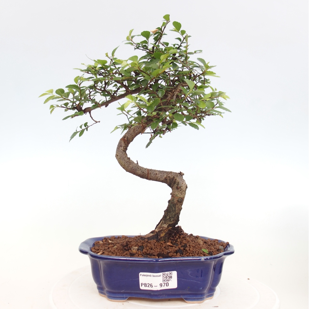 Camera bonsai - Ulmus parvifolia - Olmo a foglie piccole