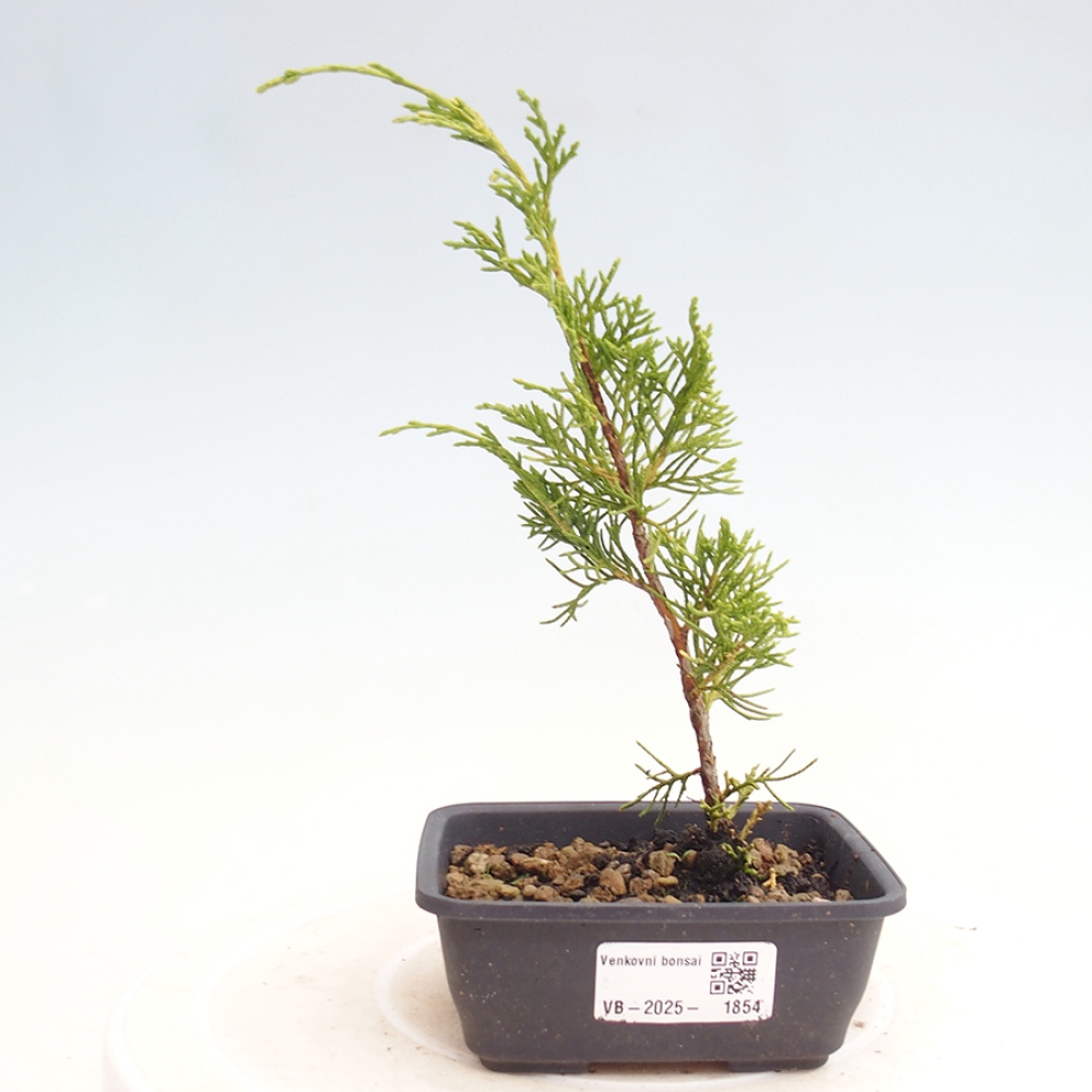 Bonsai da esterno - Juniperus chinensis Itoigawa