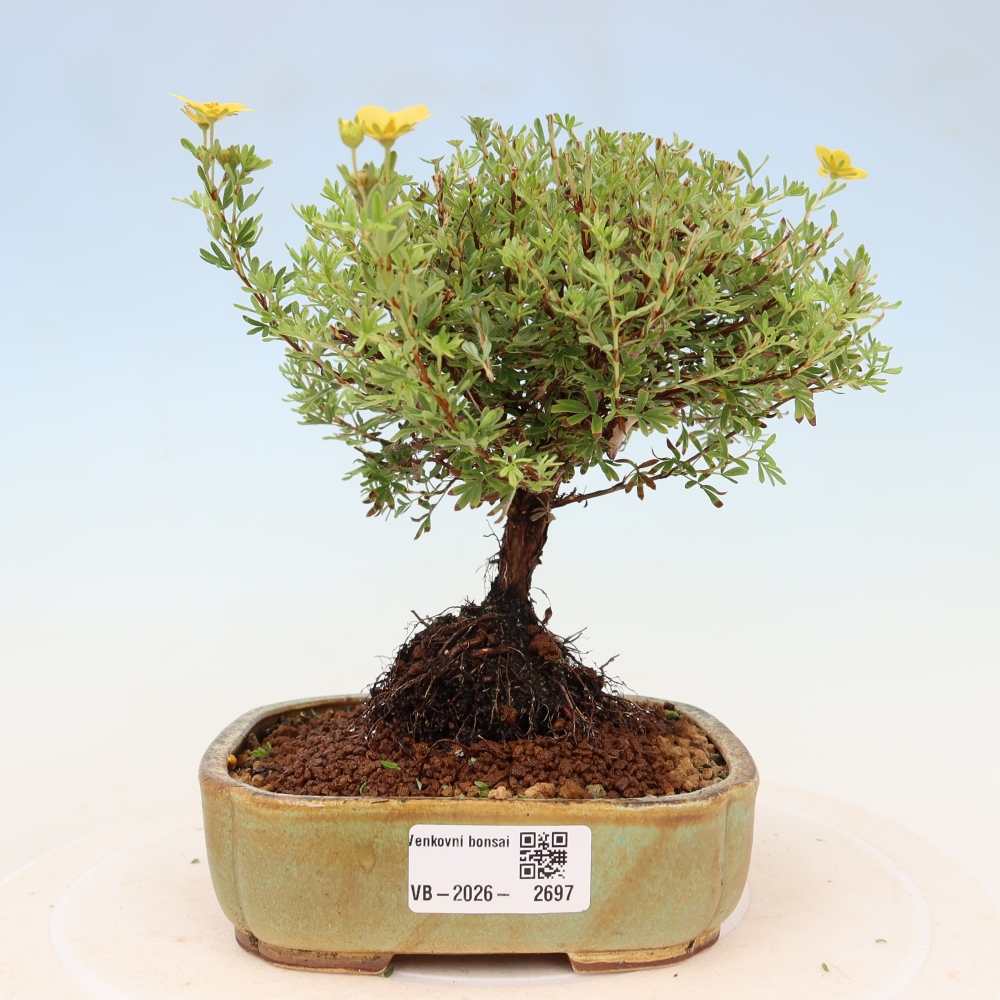Bonsai da esterno - Potentilla fruticosa - Goldkissen