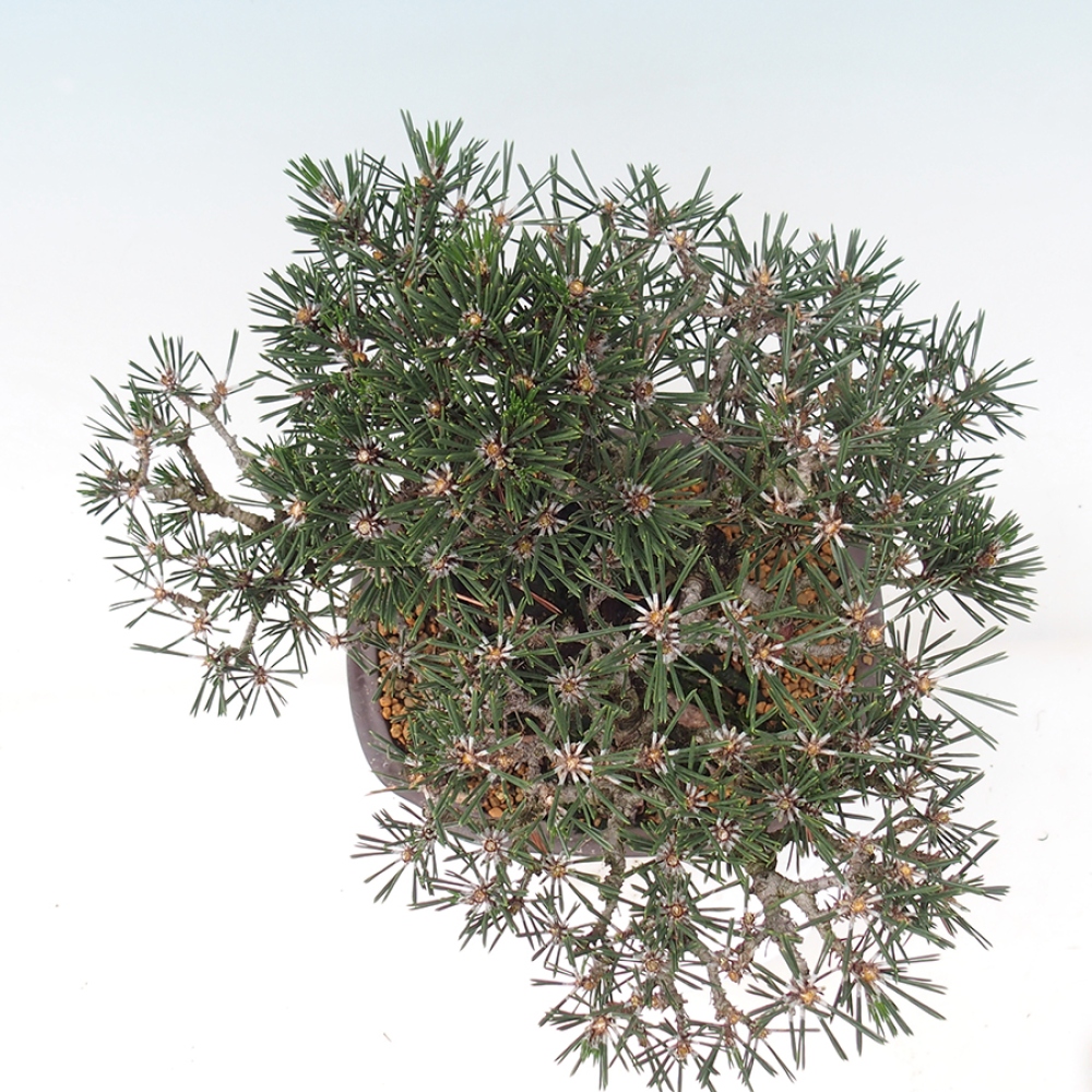 Bonsai da esterno - Pinus thunbergii Kotobuki - Pino di Thunberg