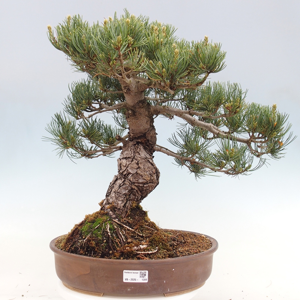 Bonsai da esterno - Pinus parviflora - Pinus parviflora
