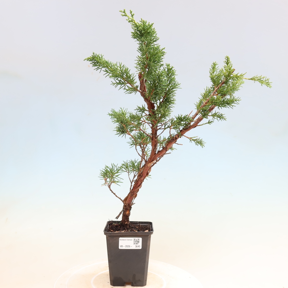 Bonsai da esterno - Juniperus chinensis Kishu