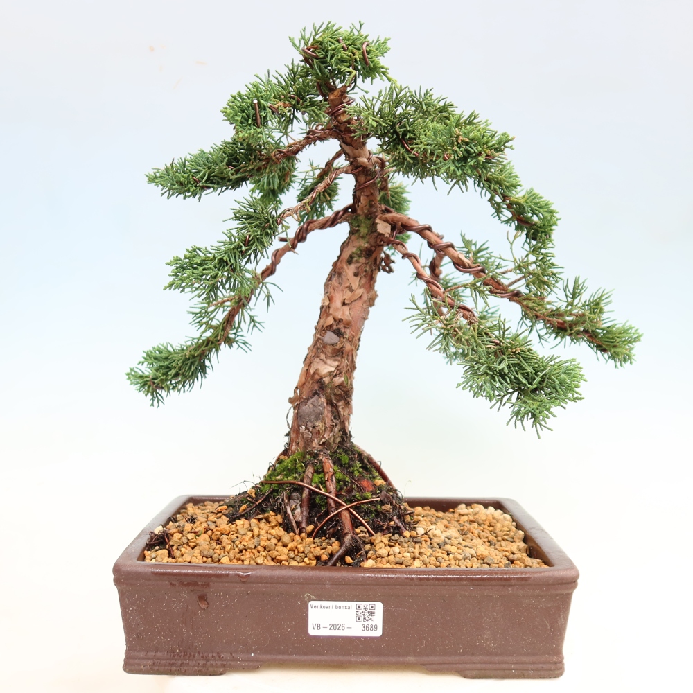 Bonsai da esterno - Juniperus chinensis Kishu