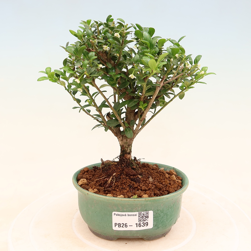 Camera bonsai - Ilex crenata - Agrifoglio