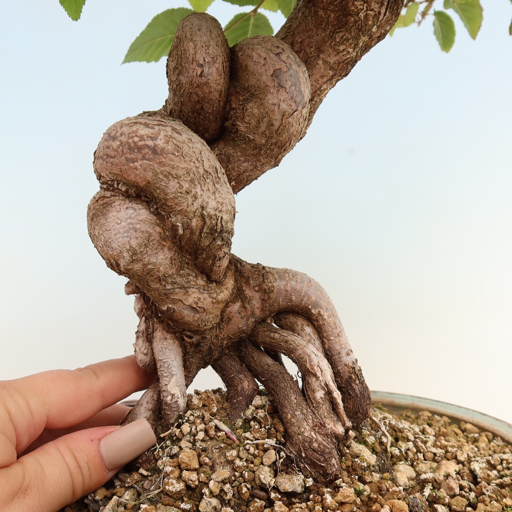 Bonsai da esterno -Carpinus CARPINOIDES - Carpino coreano