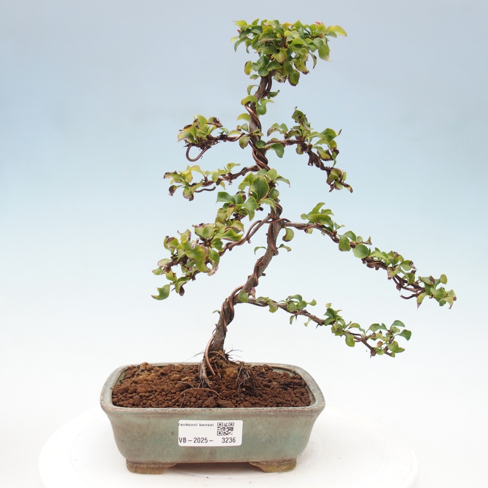 Bonsai da esterno - Chaneomeles s. Red Joy - Cotogno
