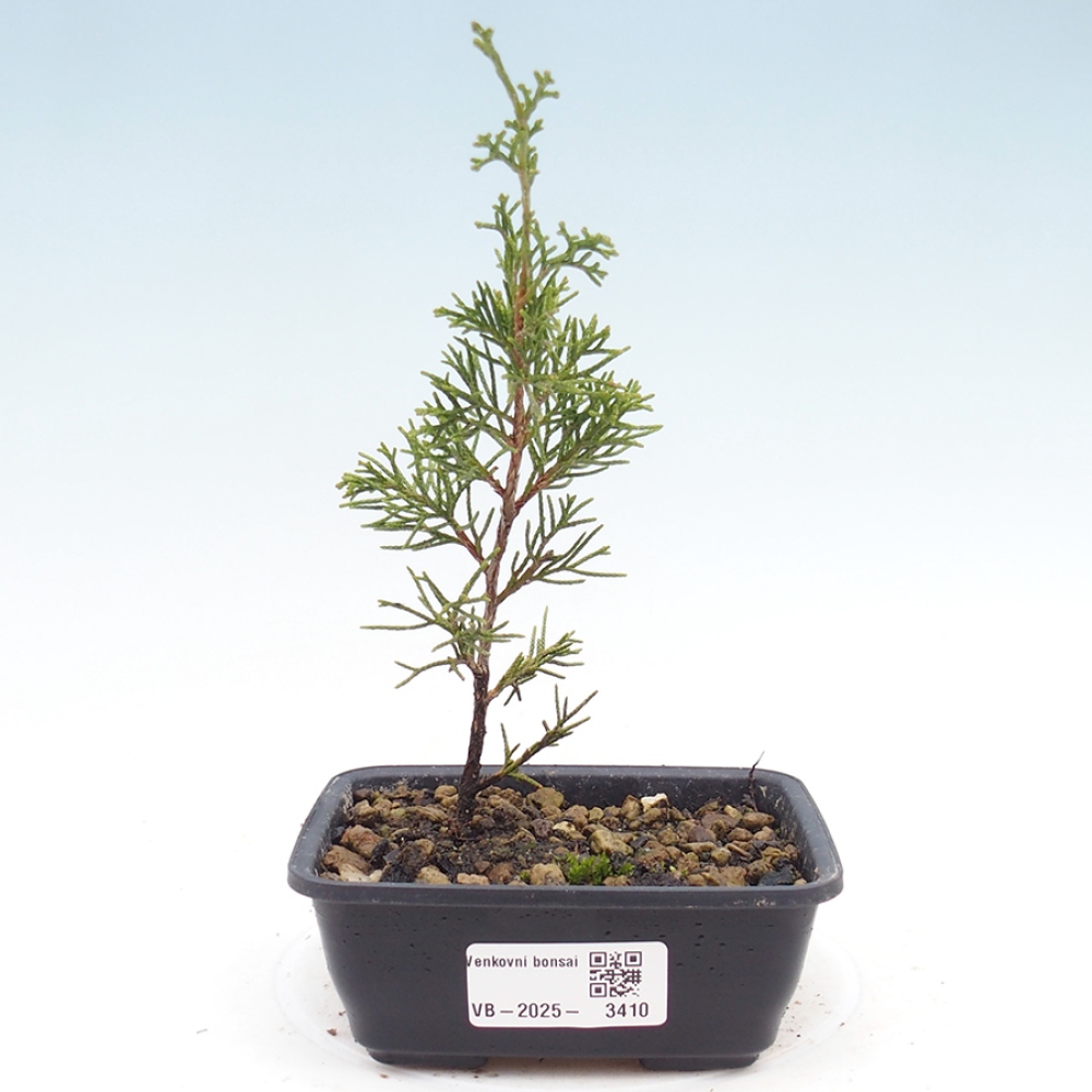 Bonsai da esterno - Juniperus chinensis Itoigawa