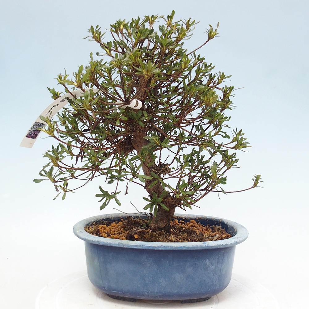 Bonsai da esterno - Azalea giapponese - Azalea Ryusen