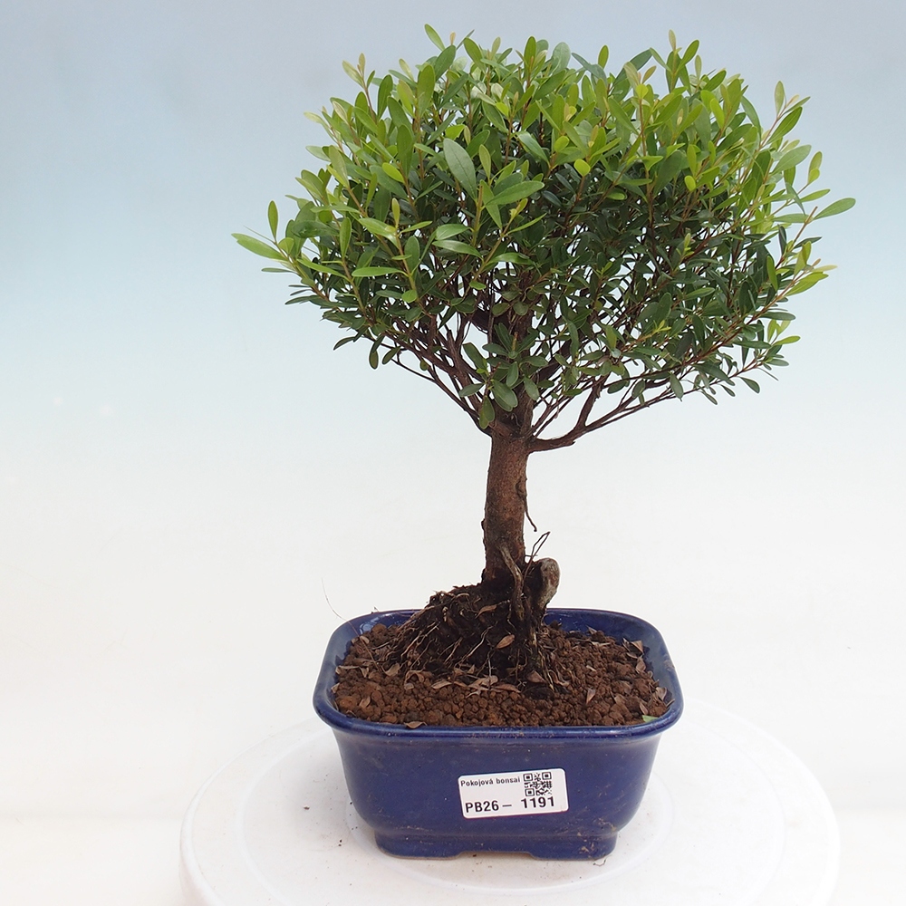 Camera bonsai - Syzygium - Pimento