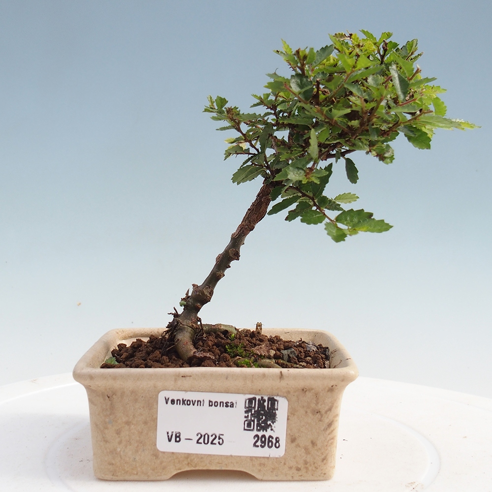Bonsai da esterno - Ulmus parvifolia Sagei - Olmo a foglie piccole