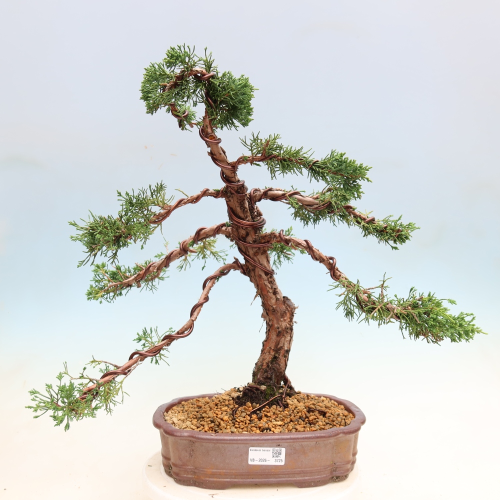Bonsai da esterno - Juniperus chinensis Kishu