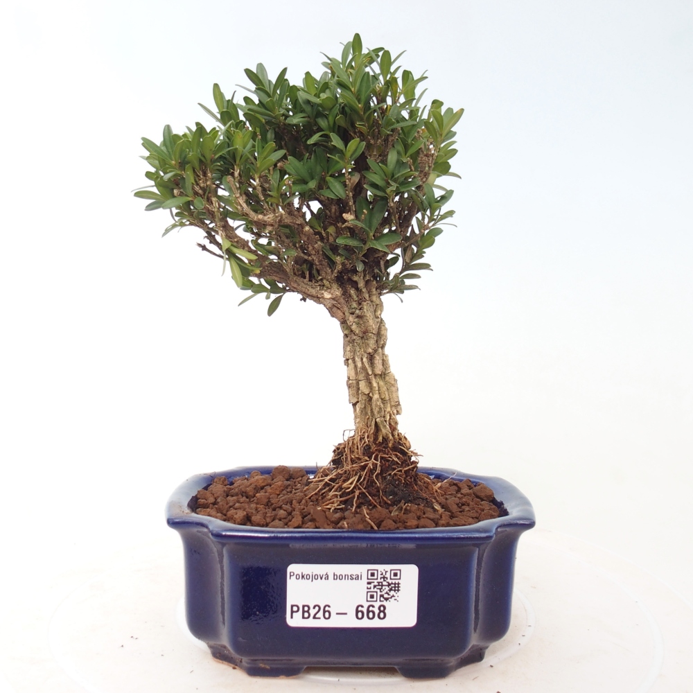 Camera bonsai - Buxus harlandii - buxus da sughero