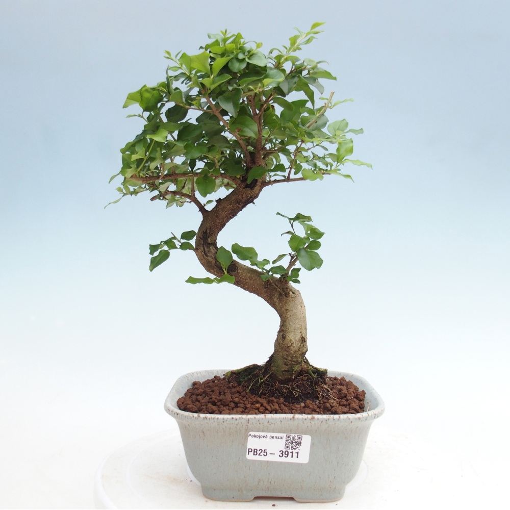 Camera bonsai -Ligustrum chinensis - Becco d'uccello