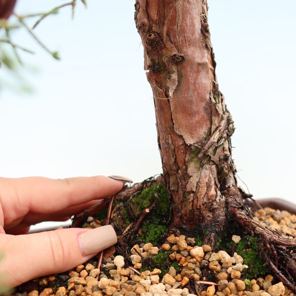 Bonsai da esterno - Juniperus chinensis Kishu