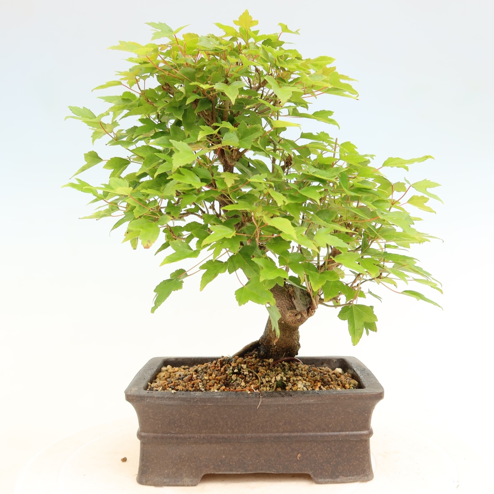 Bonsai da esterno - Acero Burger - Acer Burgerianum