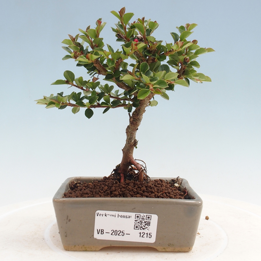 Bonsai da esterno - Cotoneaster horizontalis - Rocky Mountain