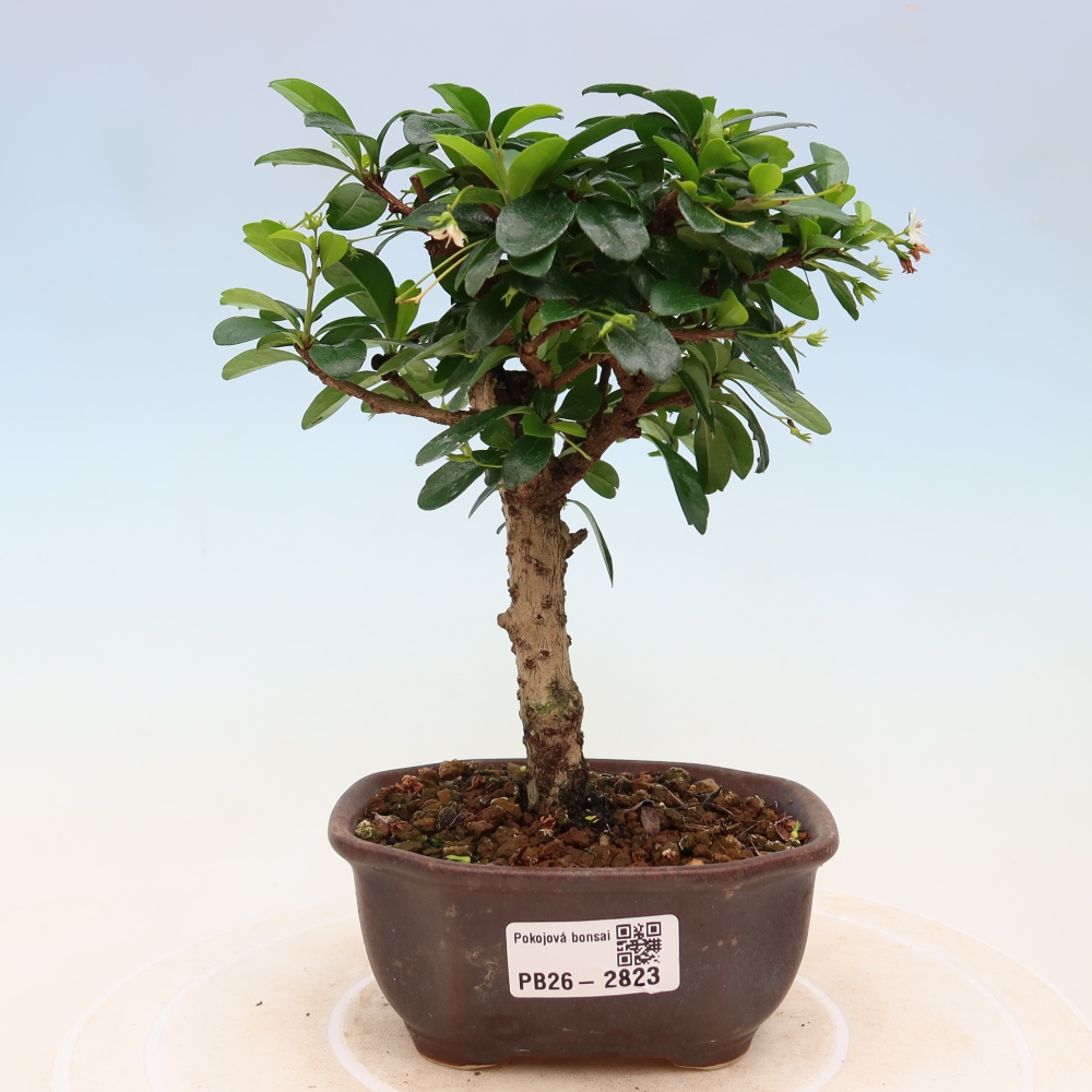 Camera bonsai - Carmona macrophylla - Tea fuki