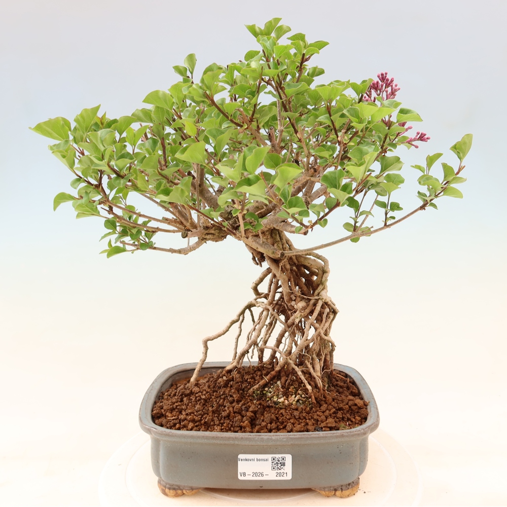 Bonsai da esterno - Syringa microphylla - lillà a fiore piccolo