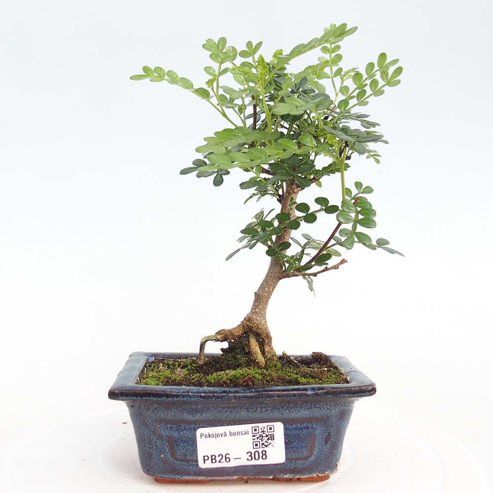 Camera bonsai - Zantoxylum piperitum - albero del pepe