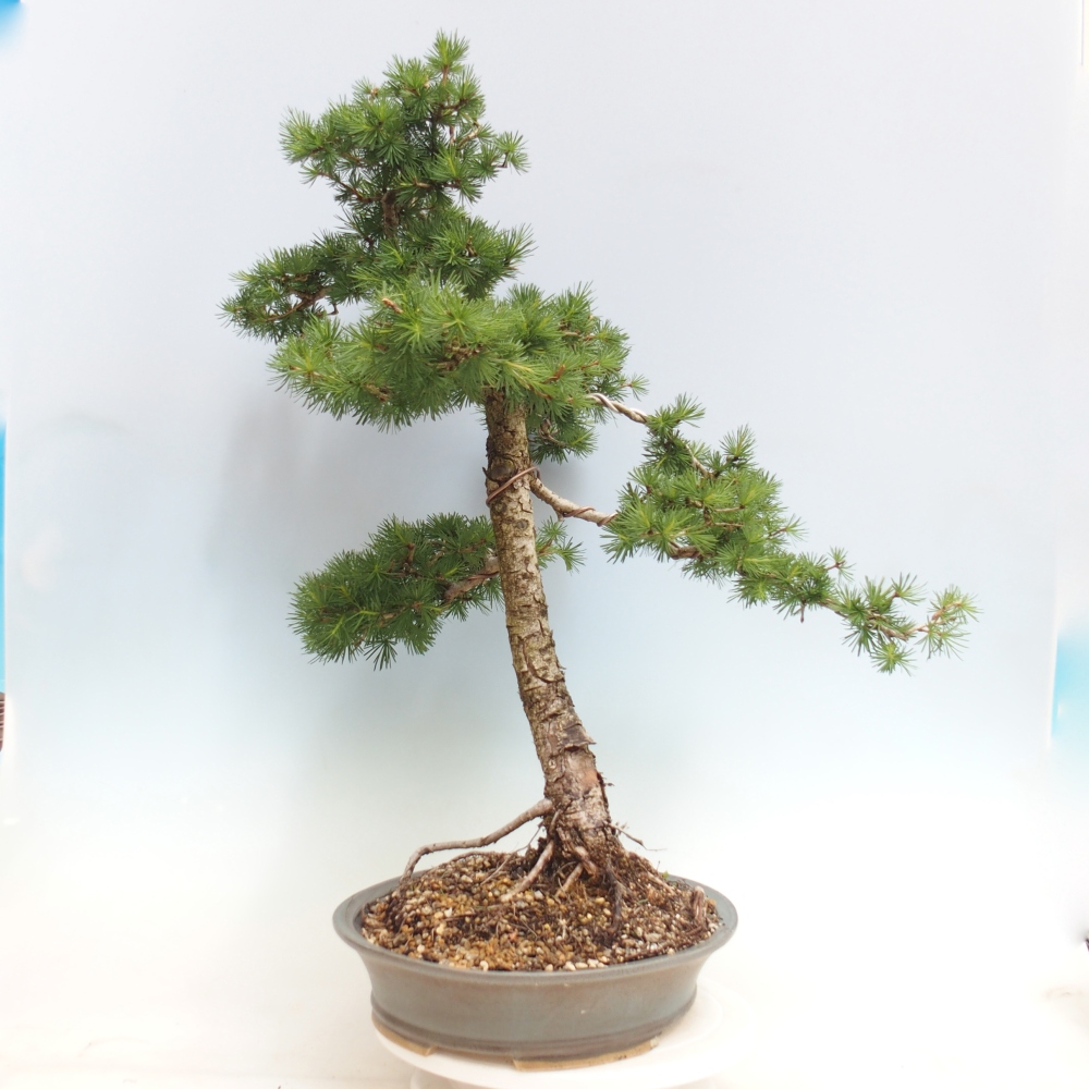 Bonsai da esterno -Larix decidua - Larice