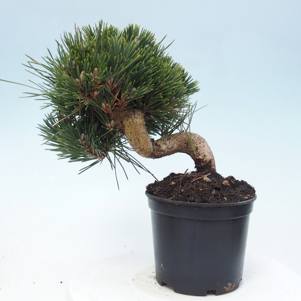 Bonsai da esterno - Pinus thunbergii senjyumaru - Pino di Thunberg