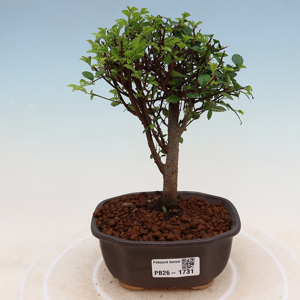 Camera bonsai - Ulmus parvifolia - Olmo a foglie piccole