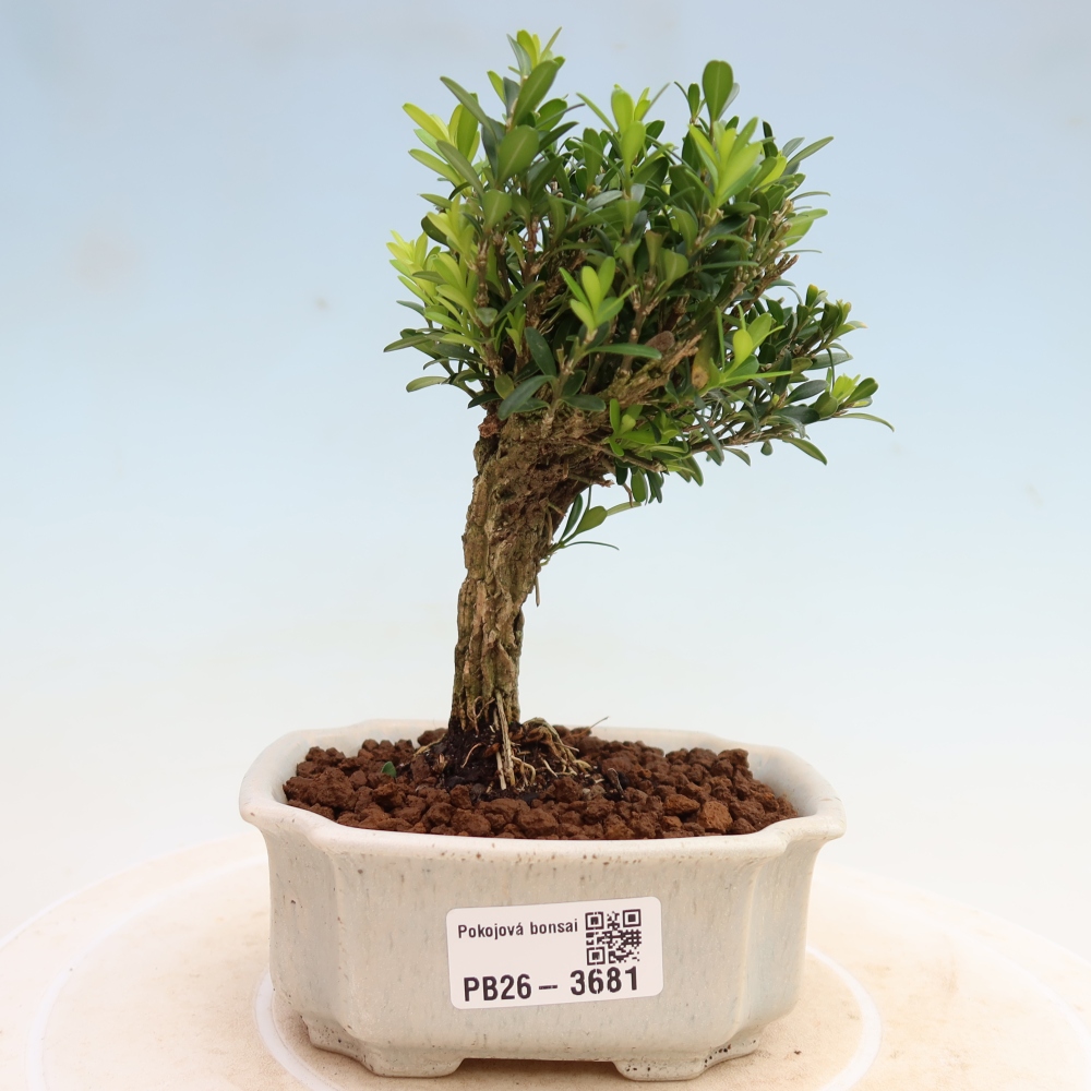 Camera bonsai - Buxus harlandii - buxus da sughero