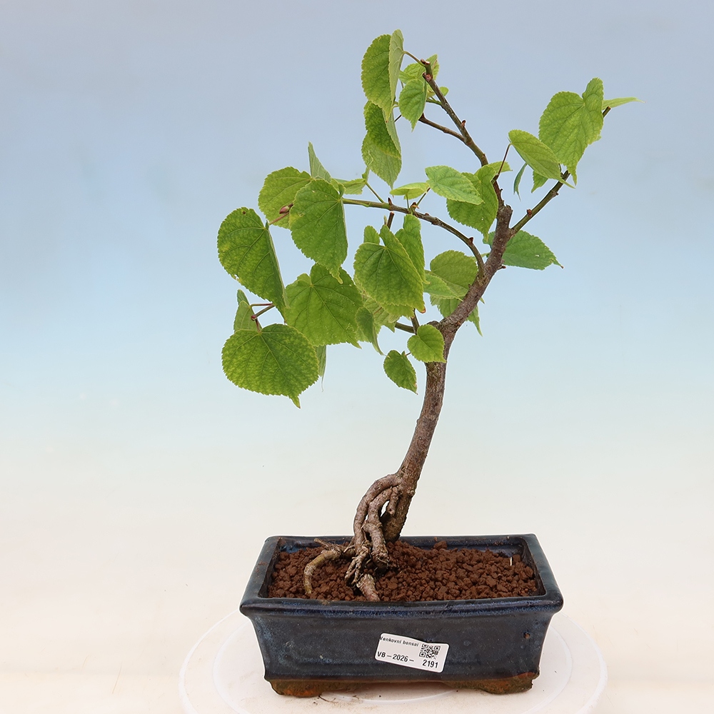 Bonsai da esterno - Tiglio cordato - Tilia cordata