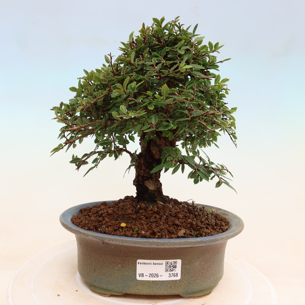 Bonsai da esterno - Zelkova - Zelkova NIRE