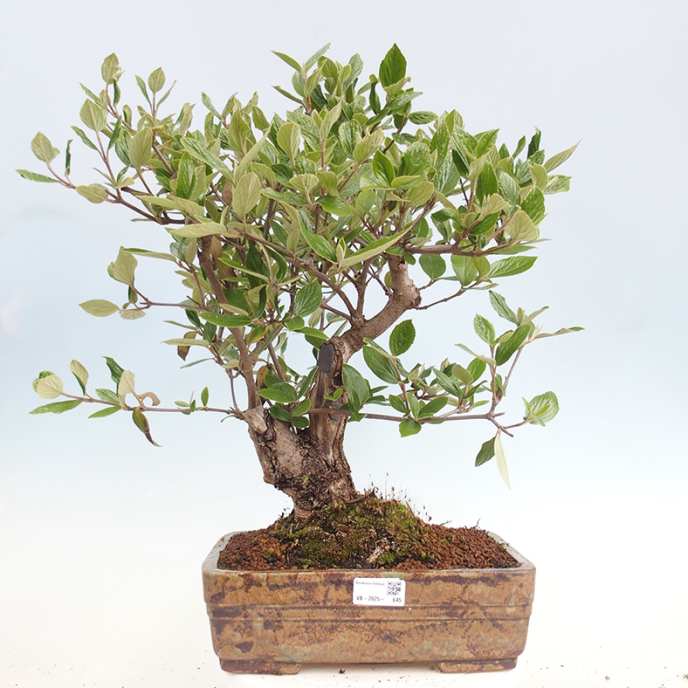 Bonsai all'aperto-Kalina Bodnanská - Viburum carlesii hemsi