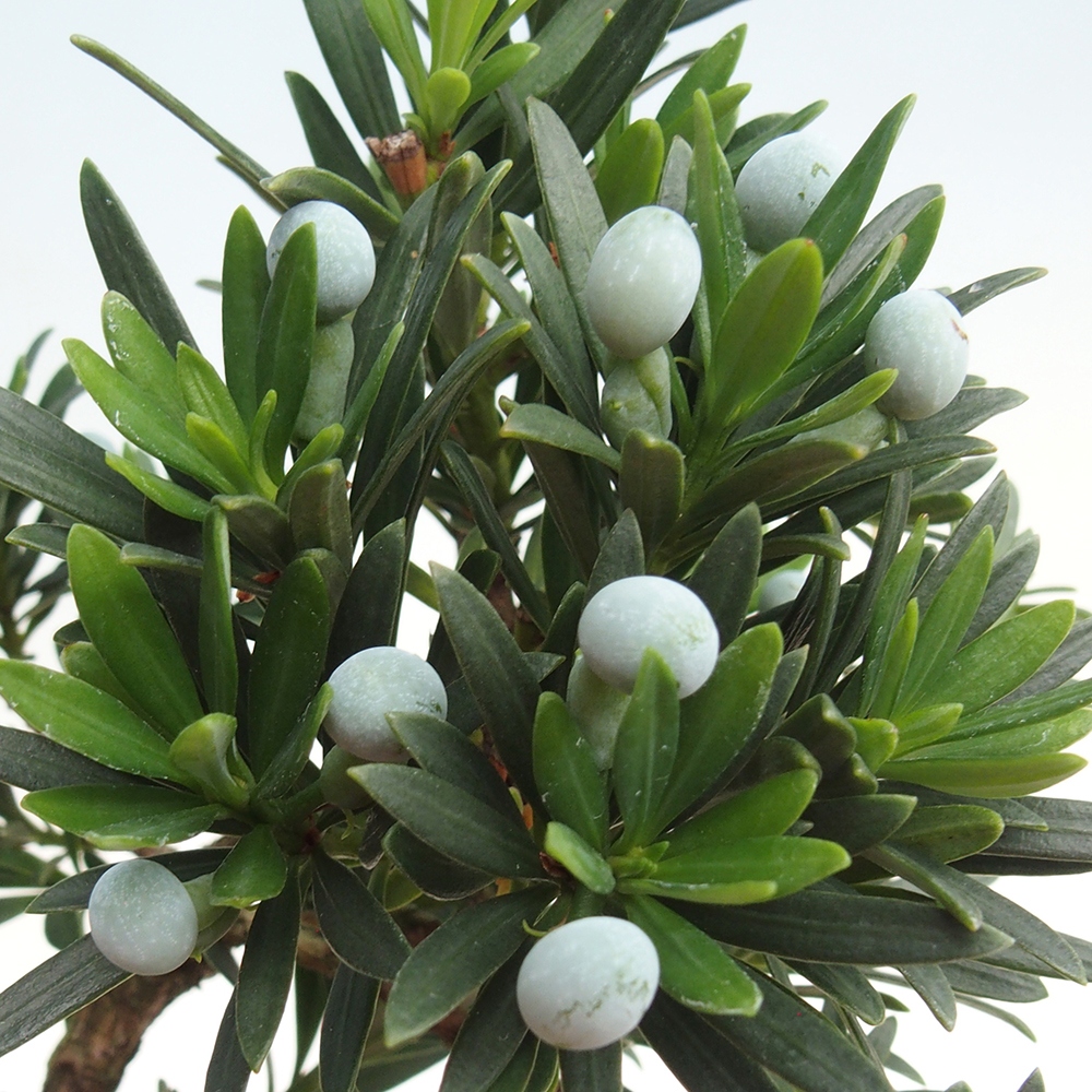 Camera bonsai - Podocarpus - Tasso delle pietre