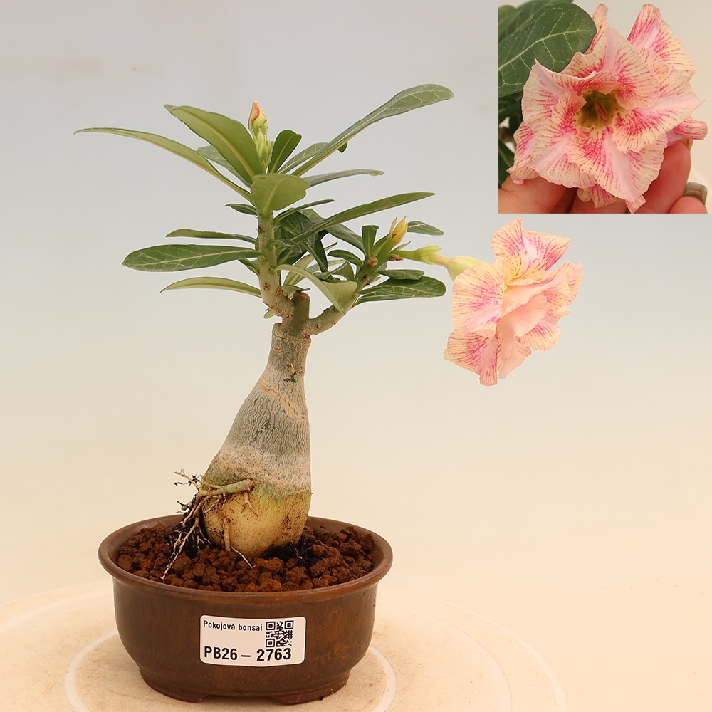 Bonsai da interno - Adenium obesum innestato V.F.S.277  - Rosa del deserto