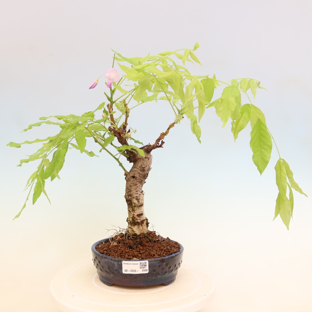 Bonsai da esterno - Glicine floribunda