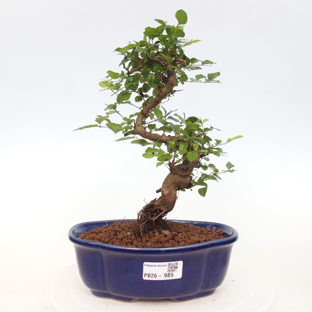 Camera bonsai - Sageretia thea - Sageretia thea