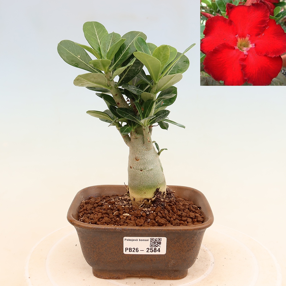 Bonsai da interno - Adenium obesum Red Star - Rosa del deserto