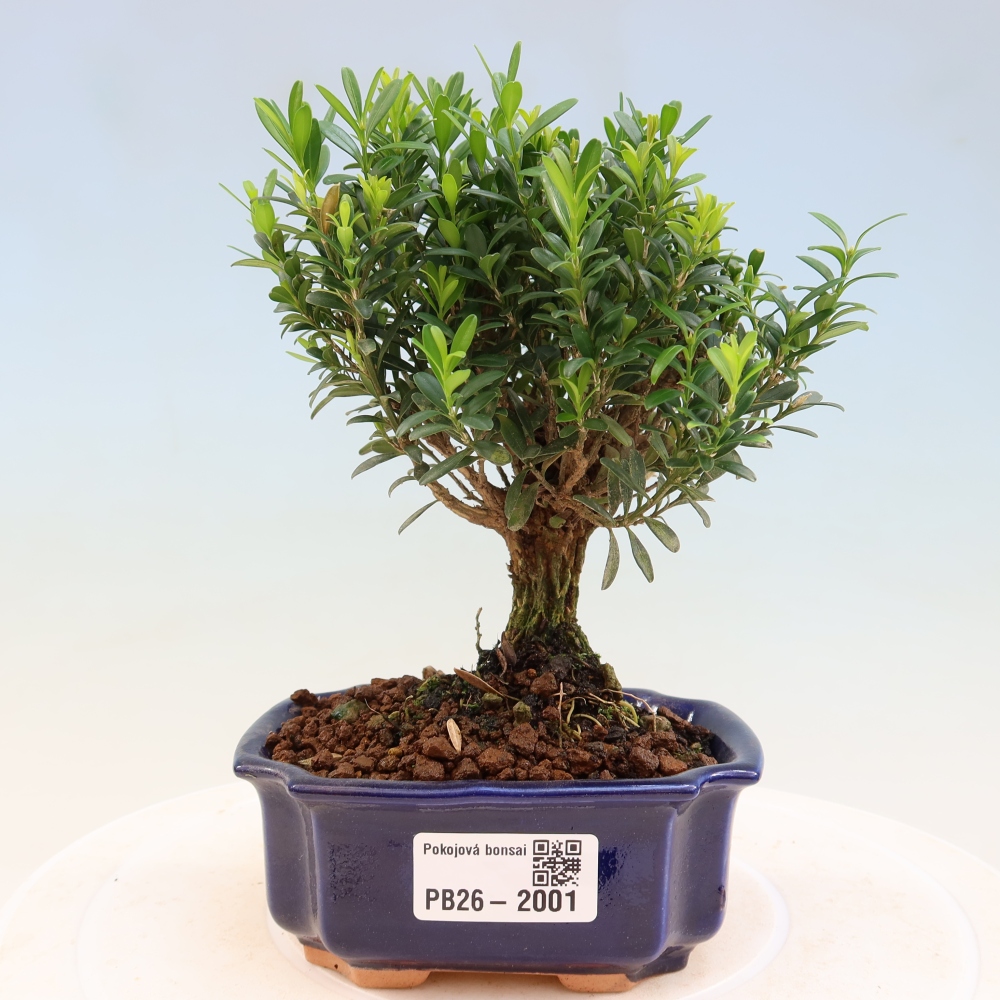 Camera bonsai - Buxus harlandii - buxus da sughero