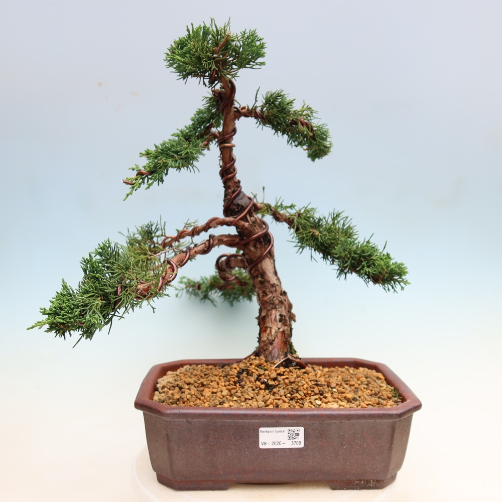 Bonsai da esterno - Juniperus chinensis Kishu